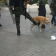 Illustration for article titled The Heroic Riot Dog of Greece